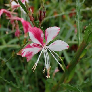 Gaura lindheimeri Bicolor